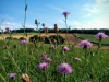 Spaetsommer am Heinberg (2)