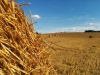 Spaetsommer am Heinberg (3)