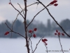 2010-01-02-winter-am-heinberg-1